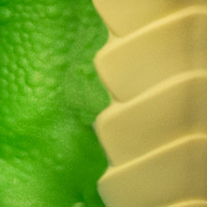 Gummy